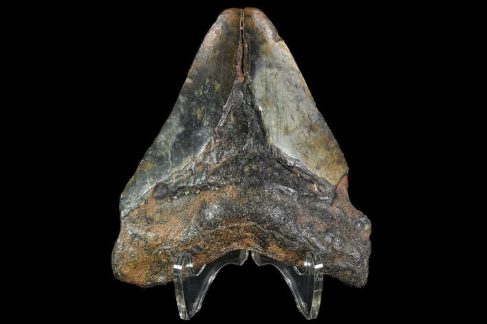 Bargain, Fossil Megalodon Tooth - North Carolina #91673